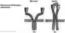 Fig. 01 - Generalized Extracellular Molecule Sensor