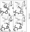 Fig. 12 - Integrin Antagonists