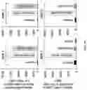 Fig. 15 - Integrin Antagonists
