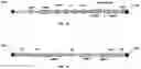 Fig. 02 - Compositions comprising AAV expressing dual antibody constructs and uses thereof