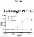 Fig. 23 - Anti-Tau antibodies and methods of use thereof