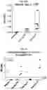 Fig. 33 - Anti-Tau antibodies and methods of use thereof