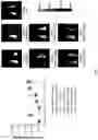 Fig. 03 - Antibodies for IL-17C