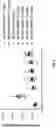 Fig. 07 - Antibodies for IL-17C