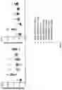 Fig. 08 - Antibodies for IL-17C