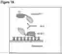Fig. 02 - Techniques for predicting, detecting and reducing aspecific protein interference in assays involving immunoglobulin single variable domains