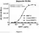 Fig. 05 - Bi-specific monovalent diabodies that are capable of binding CD19 and CD3, and uses thereof