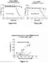 Fig. 11 - Bi-specific monovalent diabodies that are capable of binding CD19 and CD3, and uses thereof