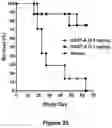 Fig. 27 - Bi-specific monovalent diabodies that are capable of binding CD19 and CD3, and uses thereof