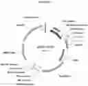 Fig. 13 - Antibodies that modulate a biological activity expressed by a cell