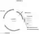 Fig. 14 - Antibodies that modulate a biological activity expressed by a cell