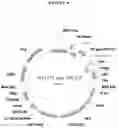Fig. 18 - Antibodies that modulate a biological activity expressed by a cell