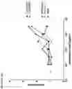 Fig. 32 - Antibodies that modulate a biological activity expressed by a cell