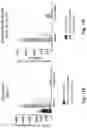 Fig. 22 - ANTIBODY FORMULATION