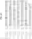 Fig. 06 - Human antigen binding proteins that bind β-klotho, FGF receptors and complexes thereof