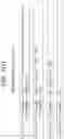 Fig. 23 - Human antigen binding proteins that bind β-klotho, FGF receptors and complexes thereof