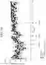 Fig. 32 - Human antigen binding proteins that bind β-klotho, FGF receptors and complexes thereof