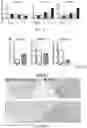 Fig. 06 - Compositions and methods to improve anti-angiogenic therapy and immunotherapy