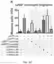 Fig. 10 - Compositions and methods to improve anti-angiogenic therapy and immunotherapy