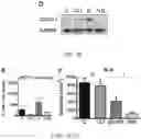 Fig. 15 - Compositions and methods to improve anti-angiogenic therapy and immunotherapy