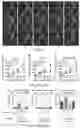 Fig. 22 - Compositions and methods to improve anti-angiogenic therapy and immunotherapy