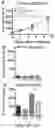 Fig. 27 - Compositions and methods to improve anti-angiogenic therapy and immunotherapy