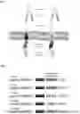 Fig. 02 - Chimeric antigen receptors and CAR-T cells that bind CXCR5 and methods of use thereof to treat medical disorders