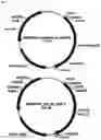 Fig. 06 - Chimeric antigen receptors and CAR-T cells that bind CXCR5 and methods of use thereof to treat medical disorders