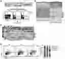 Fig. 01 - Methods and compositions for overcoming immunosuppression