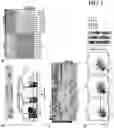 Fig. 02 - Methods and compositions for overcoming immunosuppression