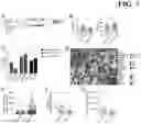 Fig. 08 - Methods and compositions for overcoming immunosuppression