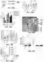 Fig. 41 - Methods and compositions for overcoming immunosuppression