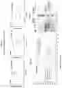 Fig. 05 - IgG binding peptides and multifunctional antigen-binding proteins comprising the same