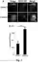 Fig. 05 - Tumor selective macropinocytosis-dependent rapidly internalizing antibodies