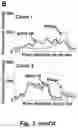 Fig. 06 - Tumor selective macropinocytosis-dependent rapidly internalizing antibodies