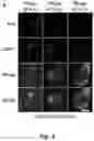 Fig. 08 - Tumor selective macropinocytosis-dependent rapidly internalizing antibodies