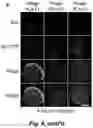 Fig. 09 - Tumor selective macropinocytosis-dependent rapidly internalizing antibodies