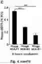 Fig. 10 - Tumor selective macropinocytosis-dependent rapidly internalizing antibodies