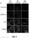 Fig. 11 - Tumor selective macropinocytosis-dependent rapidly internalizing antibodies