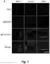 Fig. 16 - Tumor selective macropinocytosis-dependent rapidly internalizing antibodies