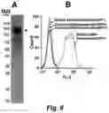 Fig. 18 - Tumor selective macropinocytosis-dependent rapidly internalizing antibodies