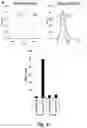 Fig. 20 - Tumor selective macropinocytosis-dependent rapidly internalizing antibodies