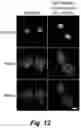 Fig. 24 - Tumor selective macropinocytosis-dependent rapidly internalizing antibodies