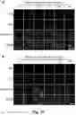 Fig. 26 - Tumor selective macropinocytosis-dependent rapidly internalizing antibodies