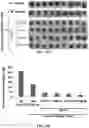 Fig. 15 - Polynucleotides encoding humanized antibodies against CEACAM1