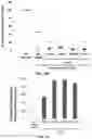 Fig. 16 - Polynucleotides encoding humanized antibodies against CEACAM1