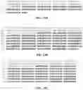 Fig. 17 - Polynucleotides encoding humanized antibodies against CEACAM1