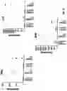 Fig. 02 - Anti-MCAM Antibodies And Associated Methods Of Use