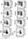 Fig. 05 - Anti-MCAM Antibodies And Associated Methods Of Use