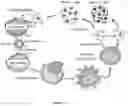 Fig. 03 - Methods and materials for treating cancer